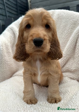 Cocker Spaniel dogs *READY NOW* KC Show Cocker Spaniel Puppies - Advert 16