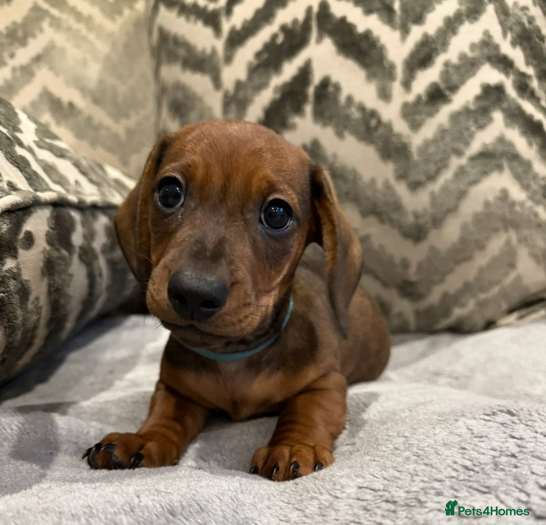 Miniature Dachshund dogs for sale: Miniature Dachshund puppies - Image 13