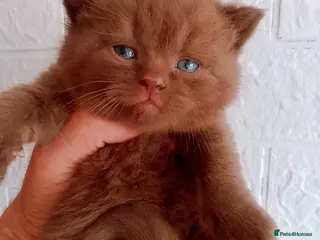 British Shorthair cats Beautiful Cinnamon Chocklate kittens - Advert 3
