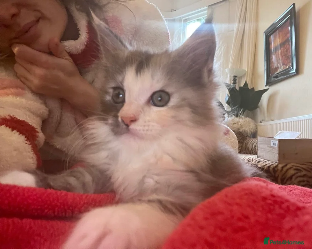Maine Coon cats for sale: 6th Gen GCCF Pedigree Maine Coon Kitten - Advert 5