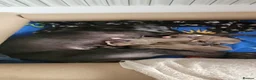 Whippet dogs for sale: KC Registered Male Whippet Puppies  - Advert 10