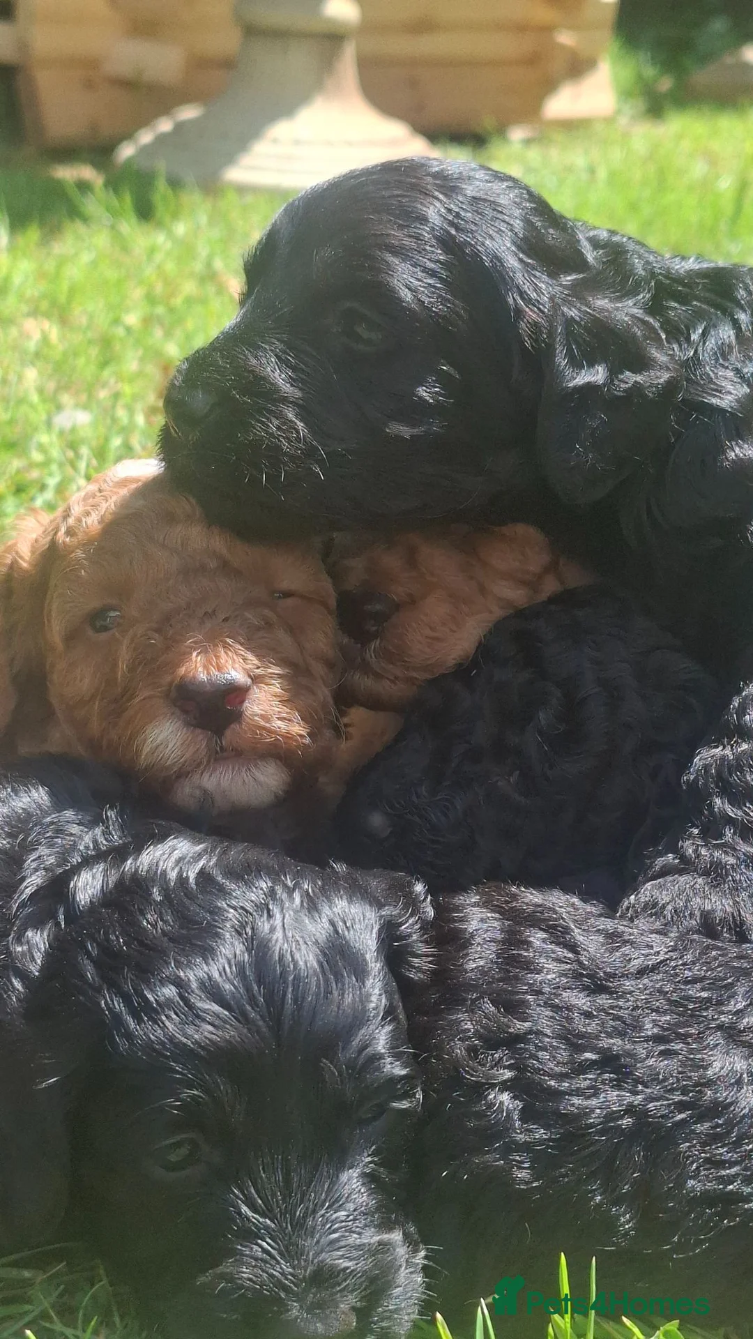 Cockapoo dogs for sale: Gorgeous cockapoos - Advert 9