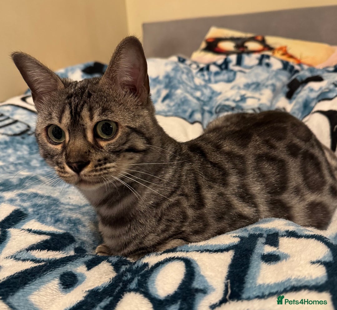 Bengal cats for sale: Special Silver Bengal Queen ❤️ - Image 10