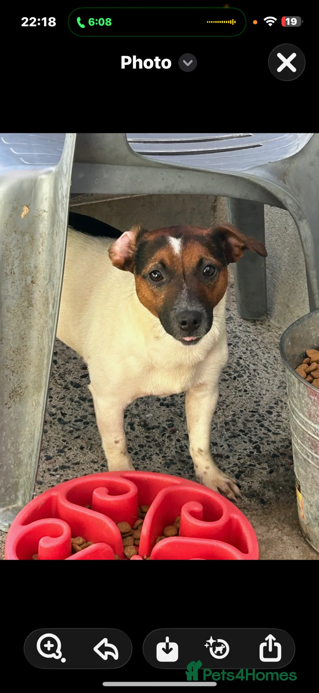 Jack Russell dogs for sale: Female spayed  - Advert 2