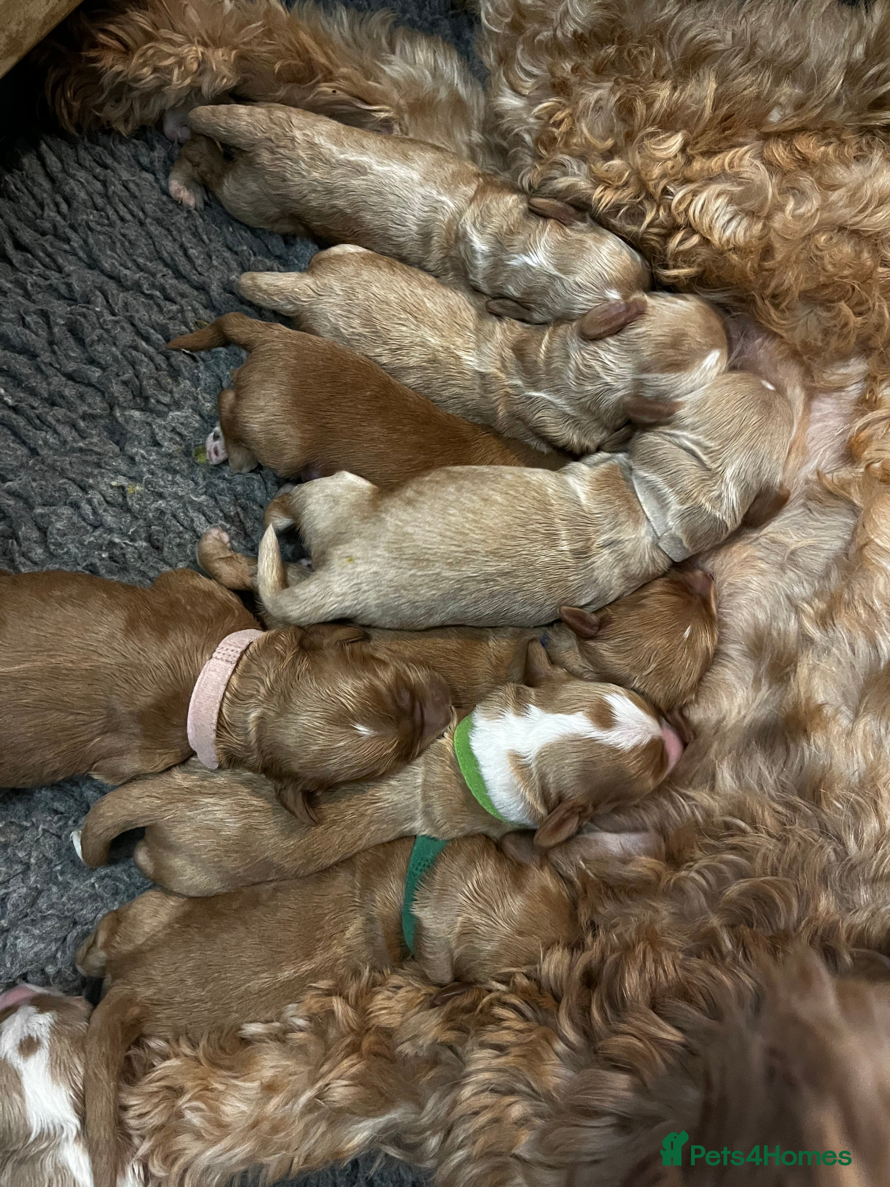 Australian Labradoodle dogs Quality Multigen Australian Labradoodle Puppies  - Advert 1