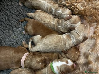 Australian Labradoodle dogs Quality Multigen Australian Labradoodle Puppies - Advert 2