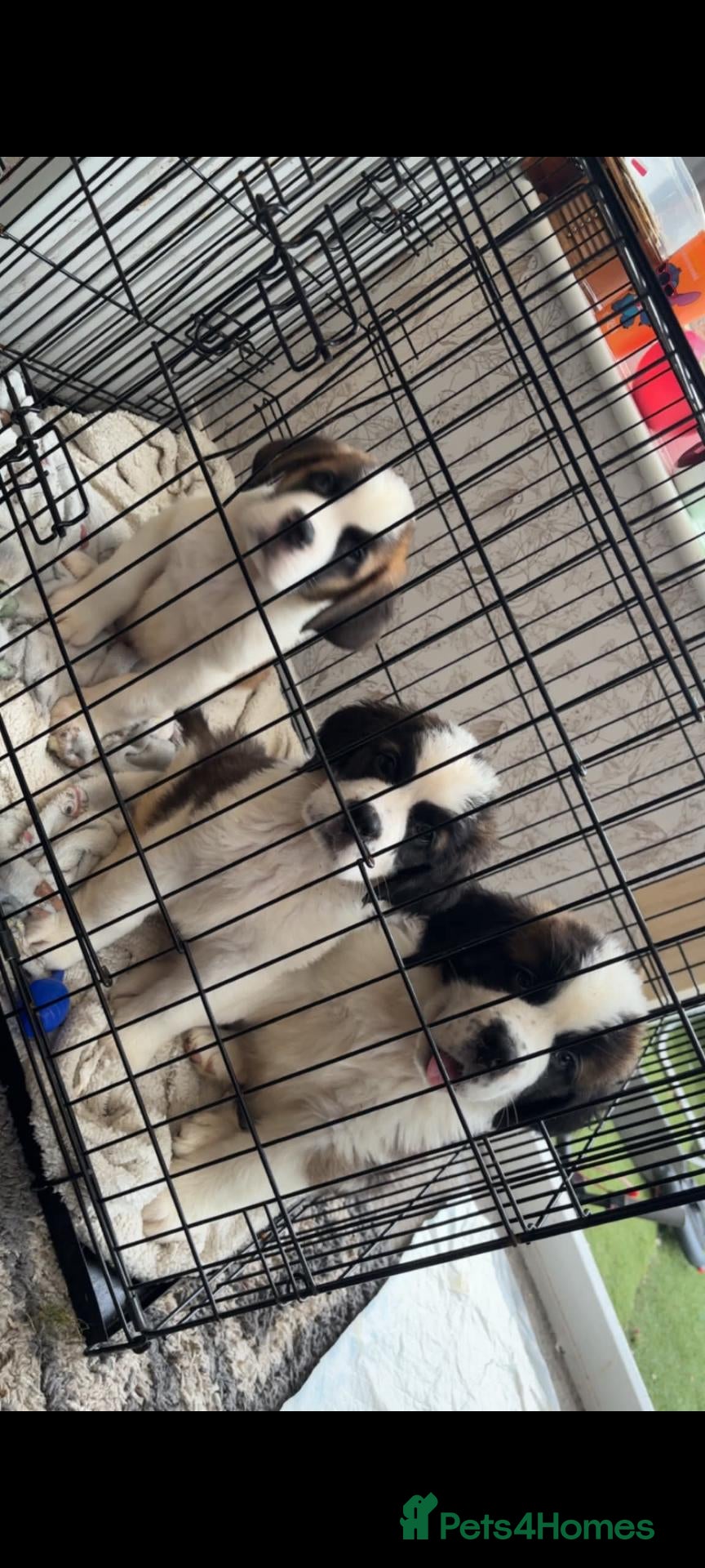 Saint Bernard dogs Beautiful saint Bernard litter *3 left see video - Advert 1