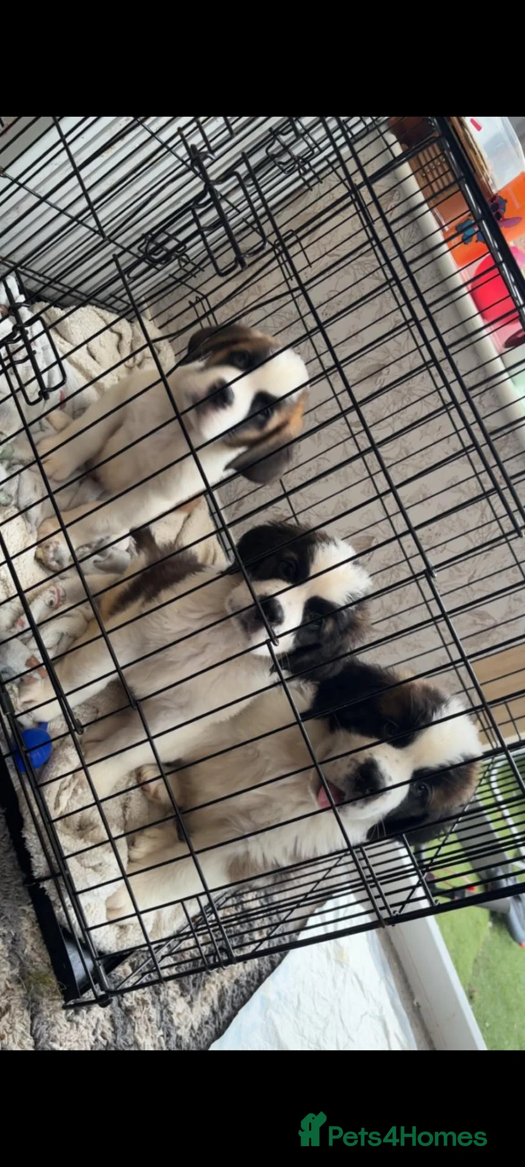 Saint Bernard dogs for sale: Beautiful saint Bernard litter *3 left see video - Advert 1