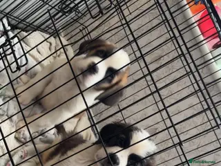 Saint Bernard dogs Beautiful saint Bernard litter *3 left see video - Advert 1
