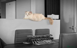 Ragdoll cats for sale: GRAND Champion European Line kittens.FULL PEDIGREE - Image 1