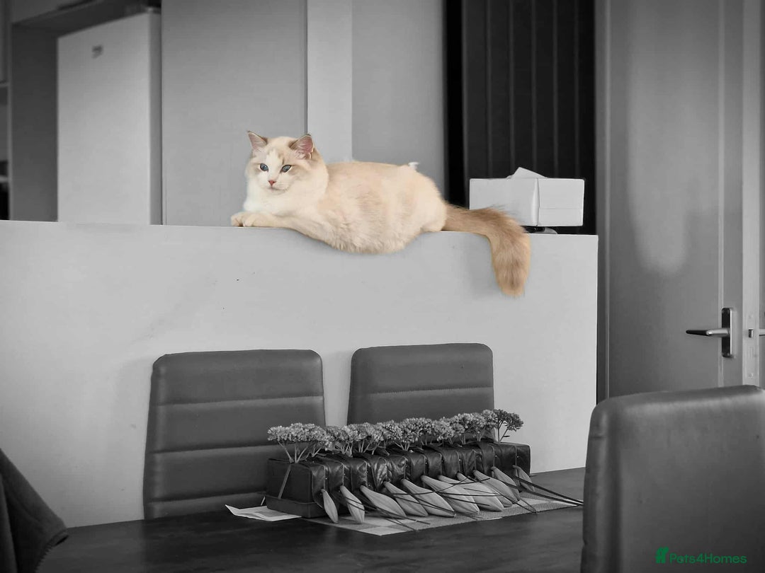 Ragdoll cats for sale: GRAND Champion European Line kittens.FULL PEDIGREE - Image 1