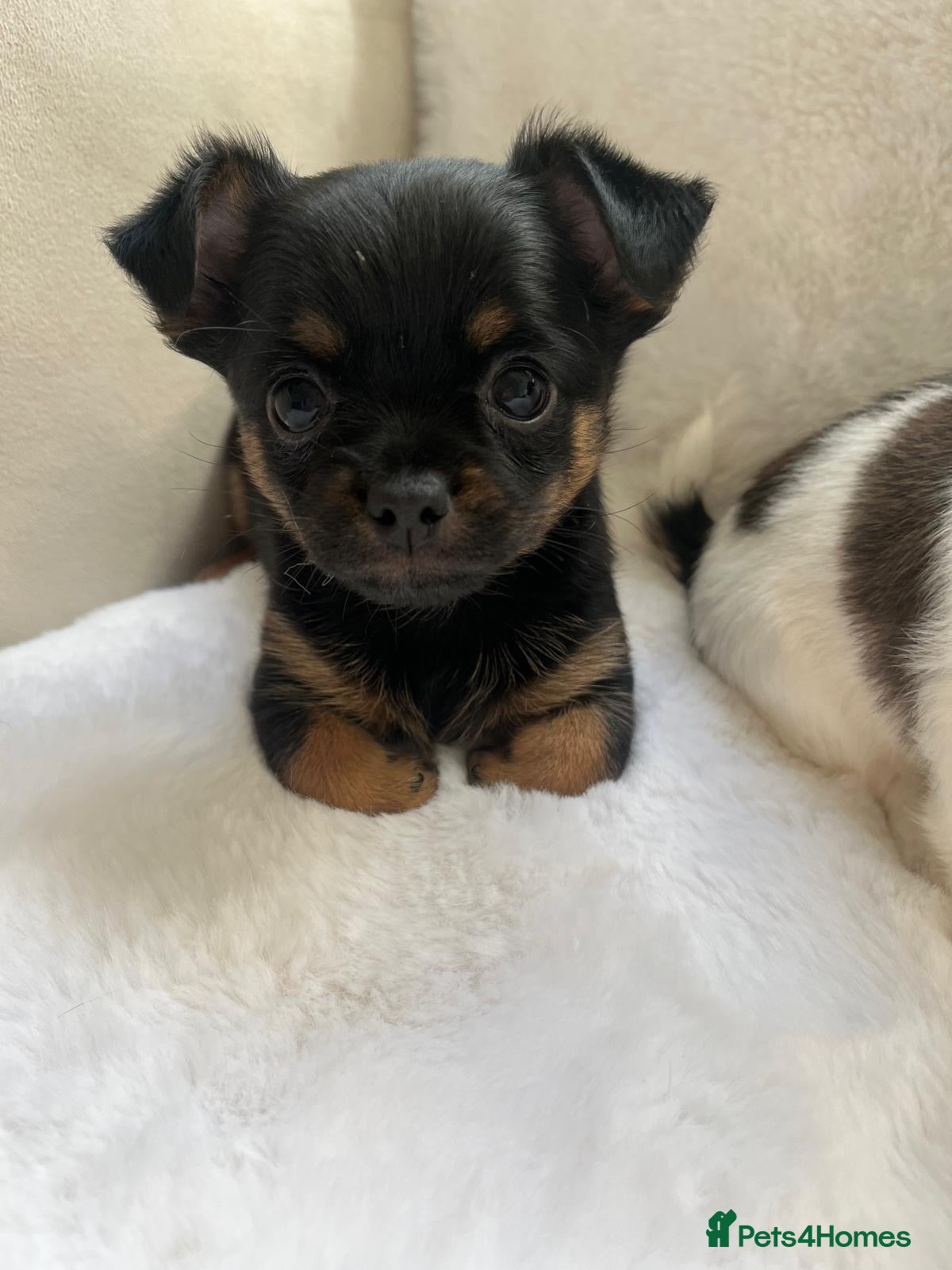 Mixed Breed dogs Jack Russell x Chihuahua  Ready now - Advert 16