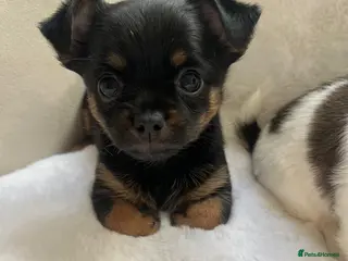 Mixed Breed dogs Jack Russell x Chihuahua Ready now - Advert 16