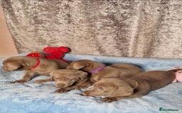 Labrador Retriever dogs for sale: Adorable Silver Labrador Puppies  - Image 16