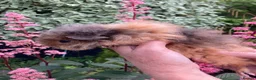 Guinea Pig rodents for sale: 5 gorgeous 🐹 Guinea pigs  - Advert 5