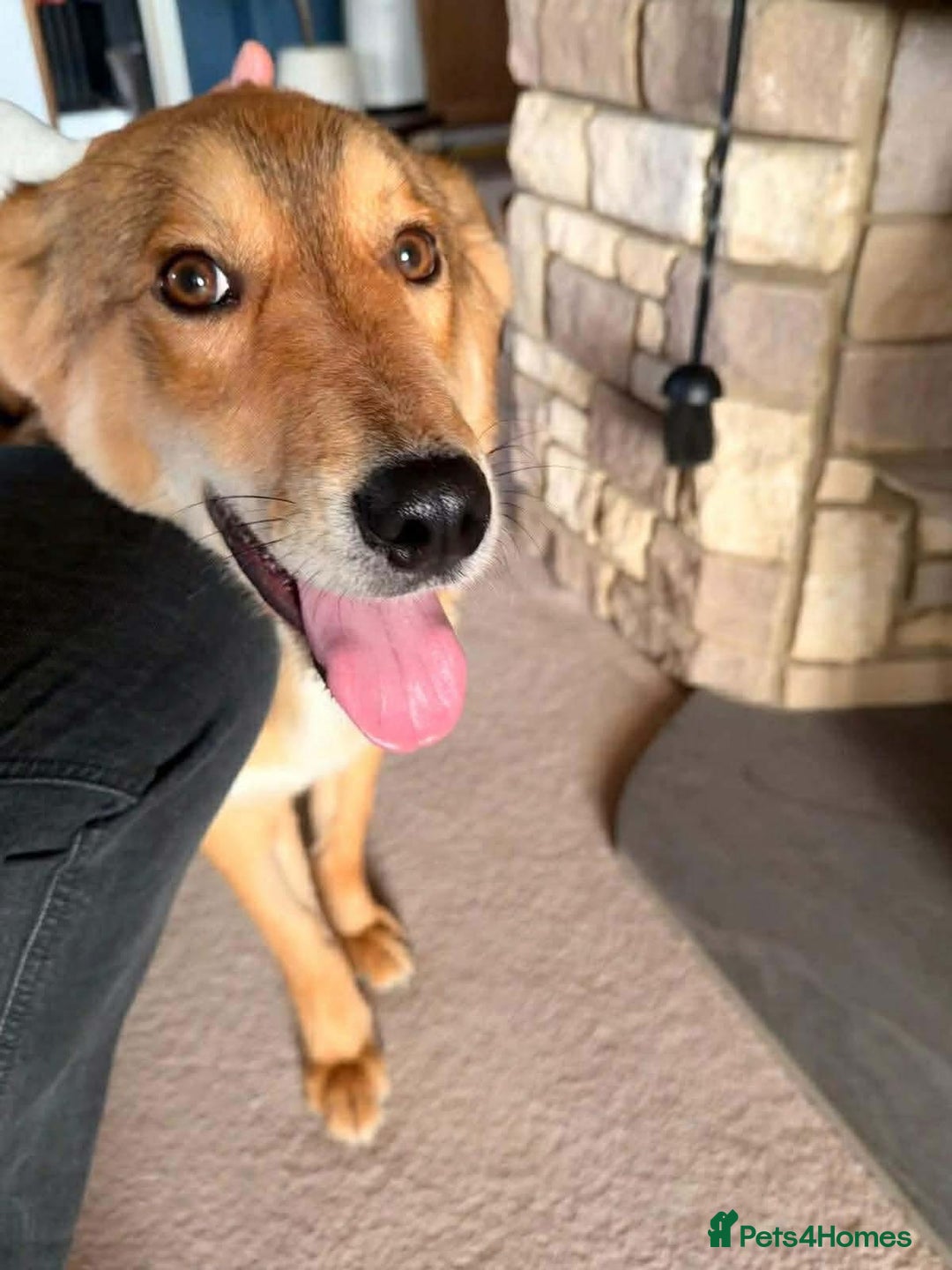 Mixed Breed dogs for adoption: Fox - Milton Keynes  - Advert 11