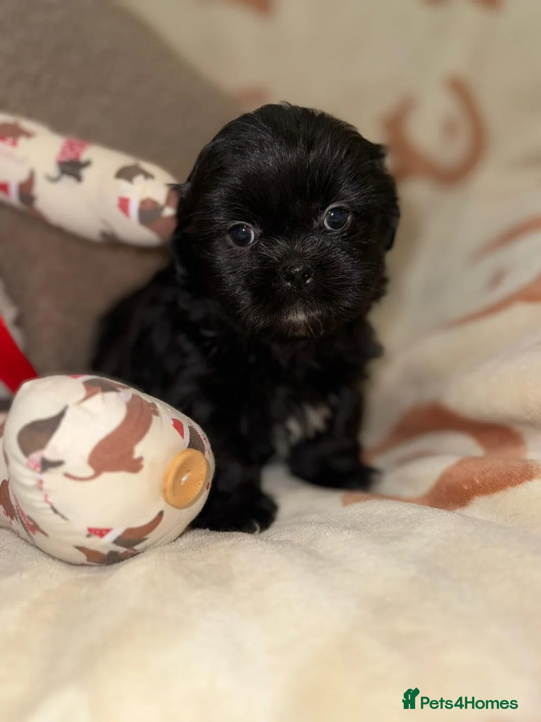 Shih Tzu dogs for sale: Stunning Black Shih Tzu Puppies - Advert 9