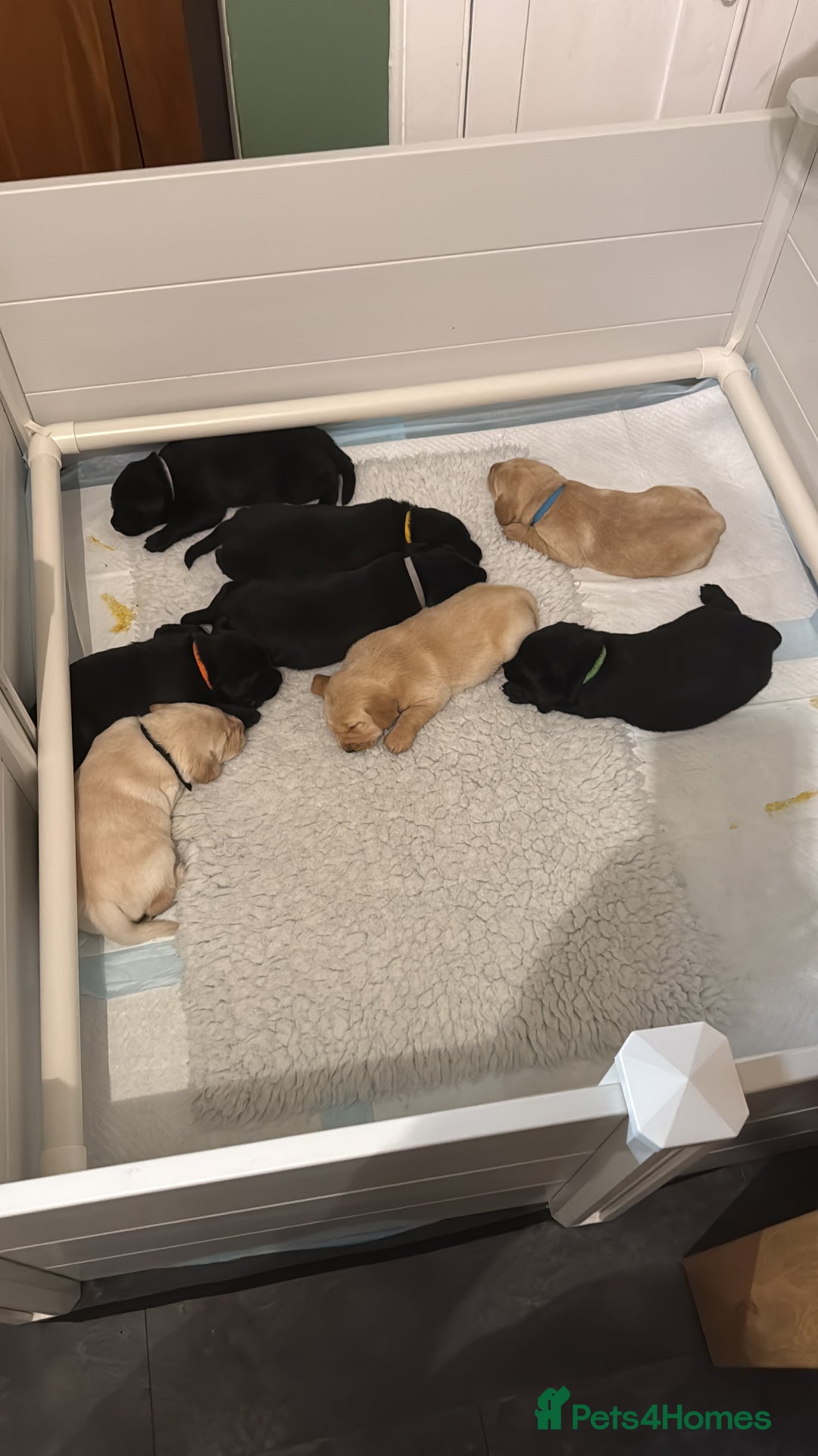 Labrador Retriever dogs for sale: Labrador puppies - Advert 3