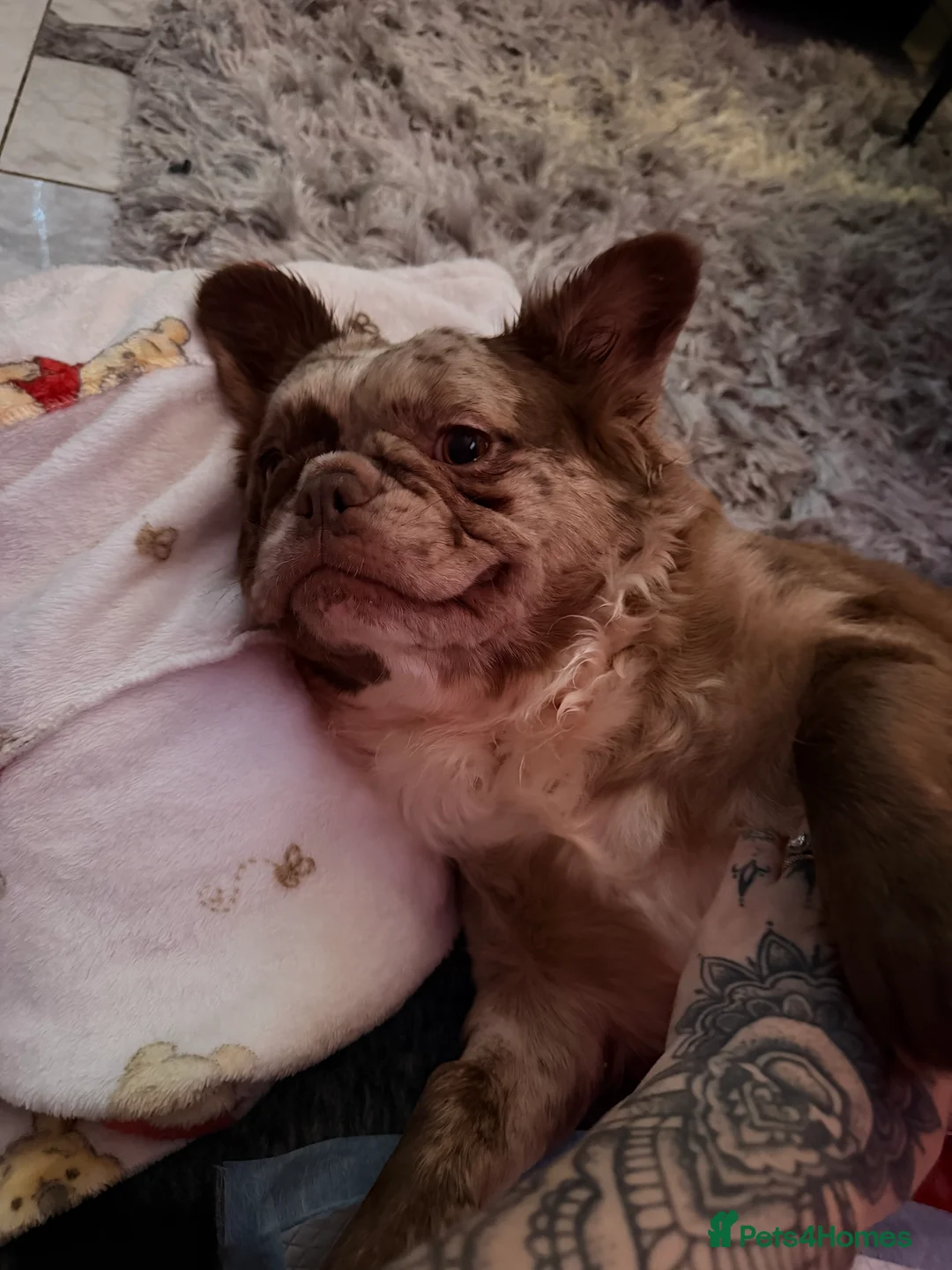 French Bulldog dogs for sale: Visual fluffy French bulldogs  - Advert 1