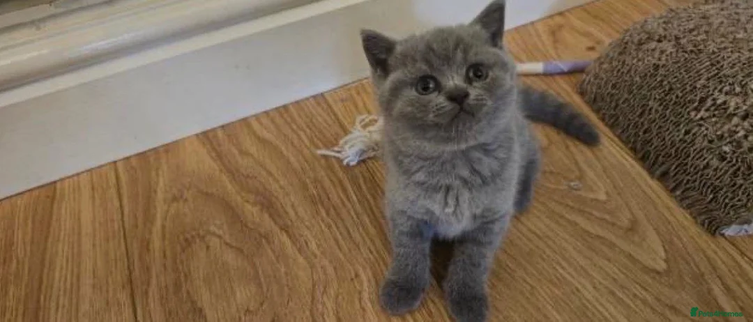 British Shorthair cats for sale: british shorthair - Advert 4