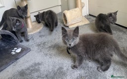 Russian Blue cats for sale: Russian Blue Kittens  in Lanark - Image 26