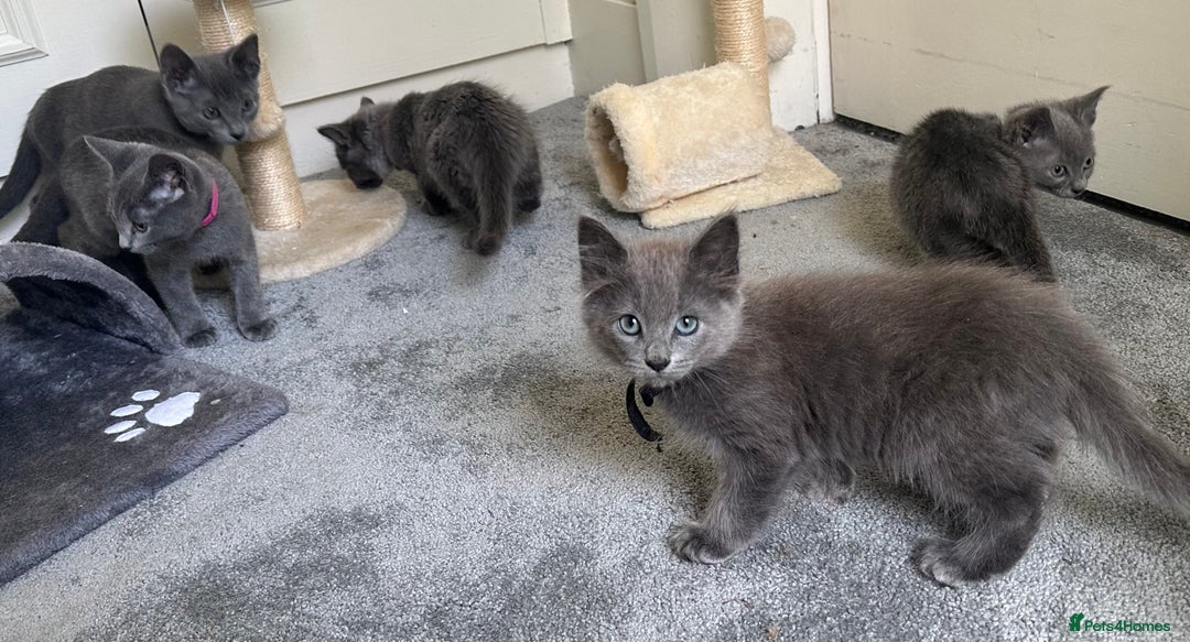 Russian Blue cats for sale: Russian Blue Kittens  in Lanark - Image 26