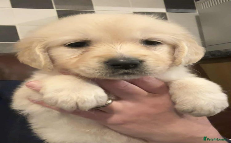 Golden Retriever dogs - Advert 6