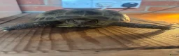 Tortoise reptiles for sale: Horsefield tortoise in Taunton - Advert 3