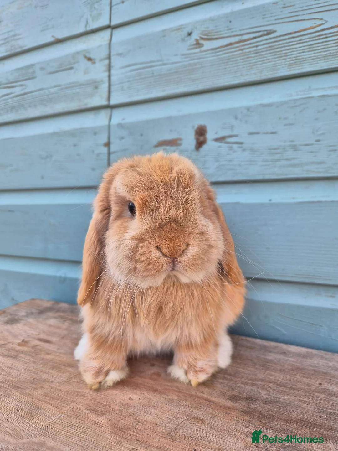 Mini Lop rabbits for sale: Mini lop boy  - Advert 2