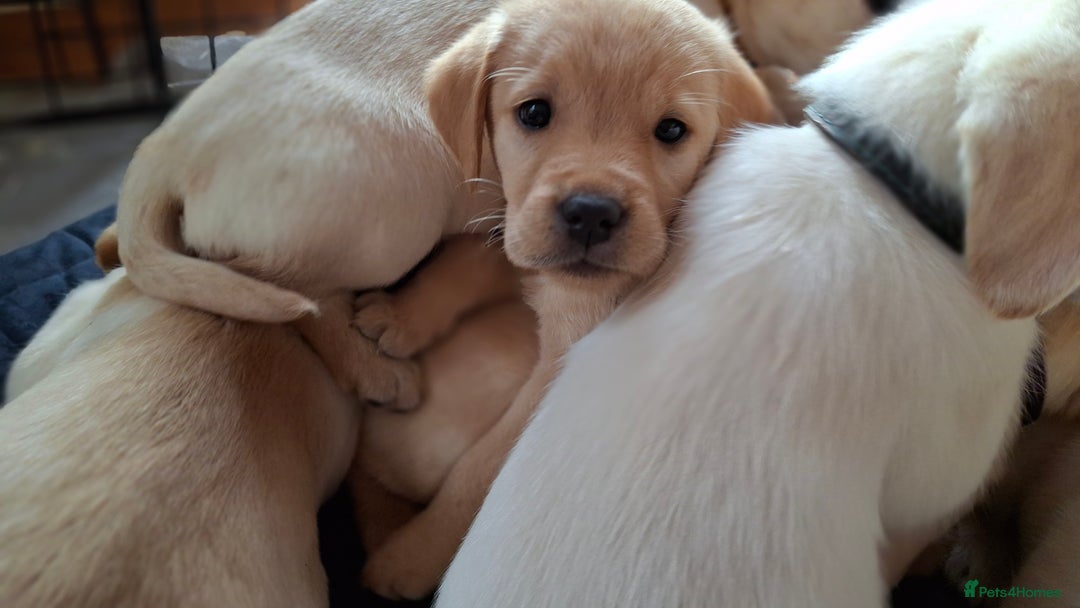 Labrador Retriever dogs for sale: Labrador puppies ready to leave. - Advert 2