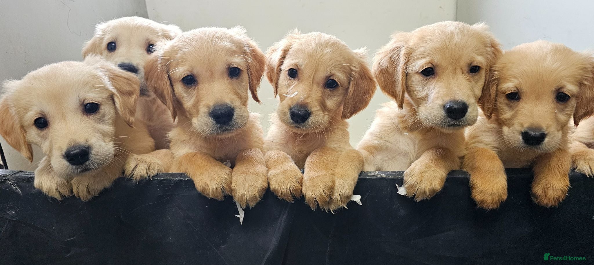 Golden Retriever dogs Golden retriever puppies - Advert 4