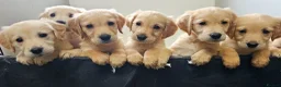 Golden Retriever dogs for sale: Golden retriever puppies in Seaham - Advert 1