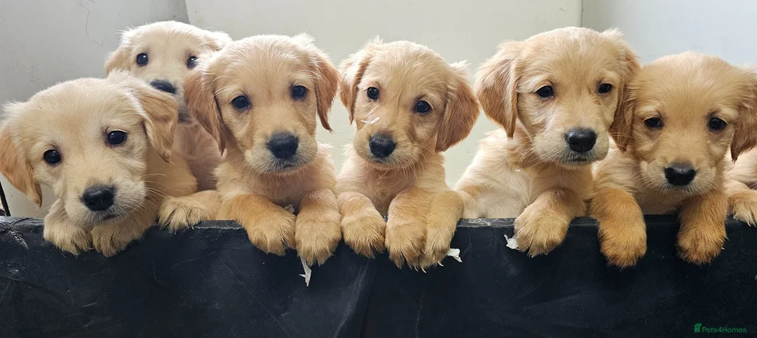 Golden Retriever dogs for sale: Golden retriever puppies in Seaham - Advert 1