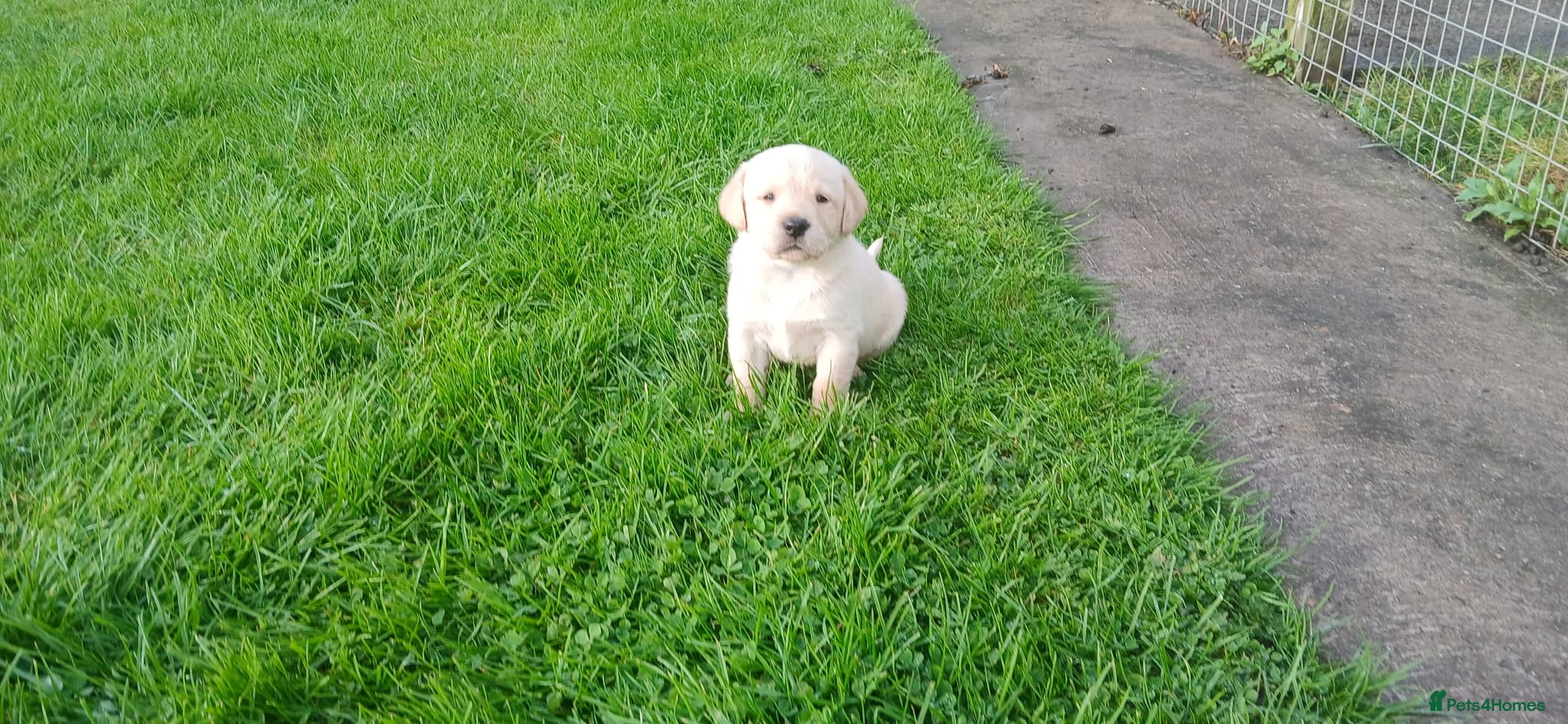 Labrador Retriever dogs Kc Registered Labrador Retriever Puppies - Advert 2