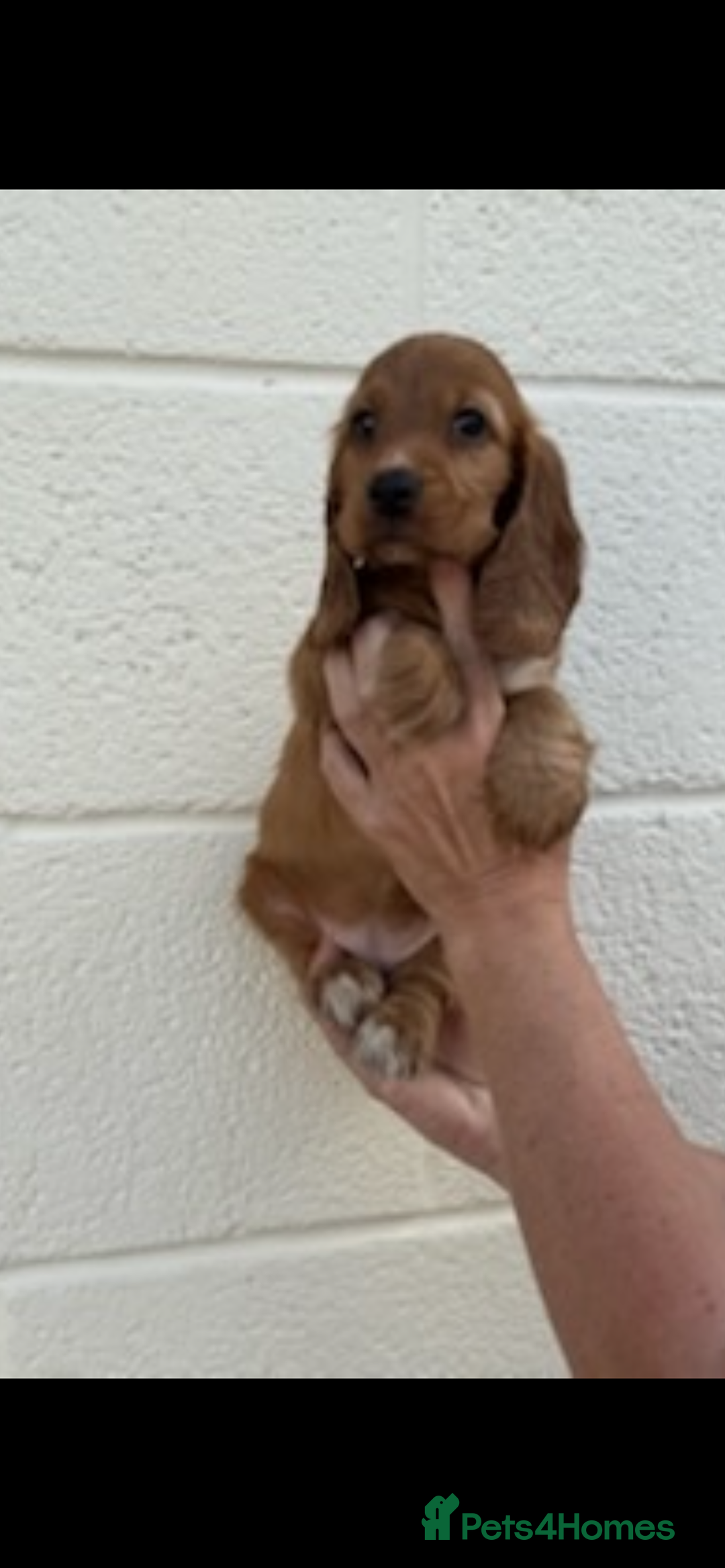 Cocker Spaniel dogs for sale: Cocker spaniel  - Image 6