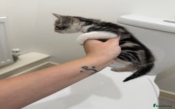Mixed Breed cats for sale: Male & female kitten for sale  - Image 8