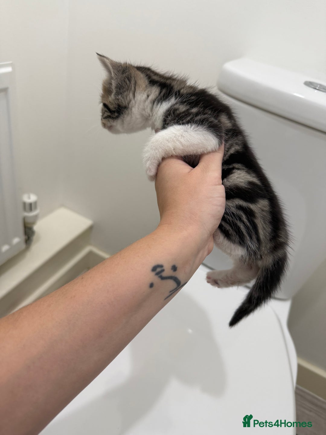 Mixed Breed cats for sale: Male & female kitten for sale  - Image 8