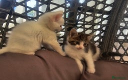 Mixed Breed cats for sale: Kittens  - Image 2