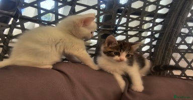 Mixed Breed cats - Advert 5