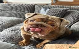 English Bulldog dogs for sale: English bulldog - Image 5