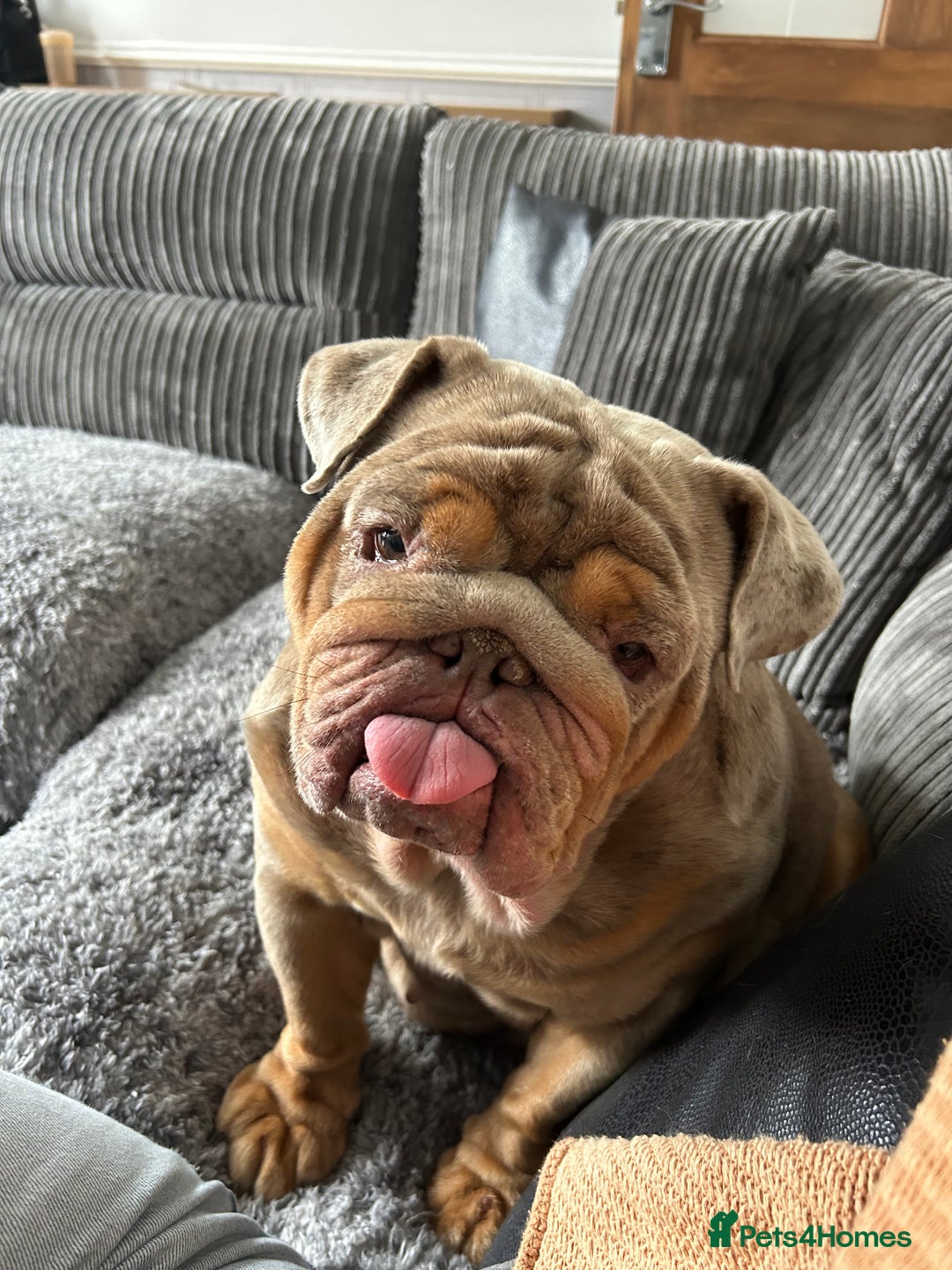 English Bulldog dogs for sale: English bulldog - Image 5