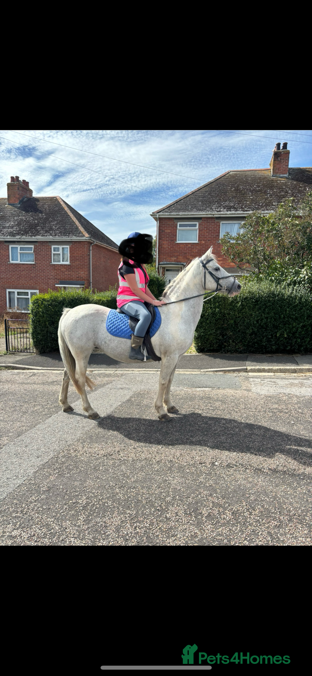 Other Breed horses for sale: 17 year old cob x Arab 14h 1 - Advert 6