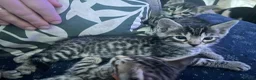 Bengal cats for sale: Mix Bengal kittens for sell in Corby - Advert 24