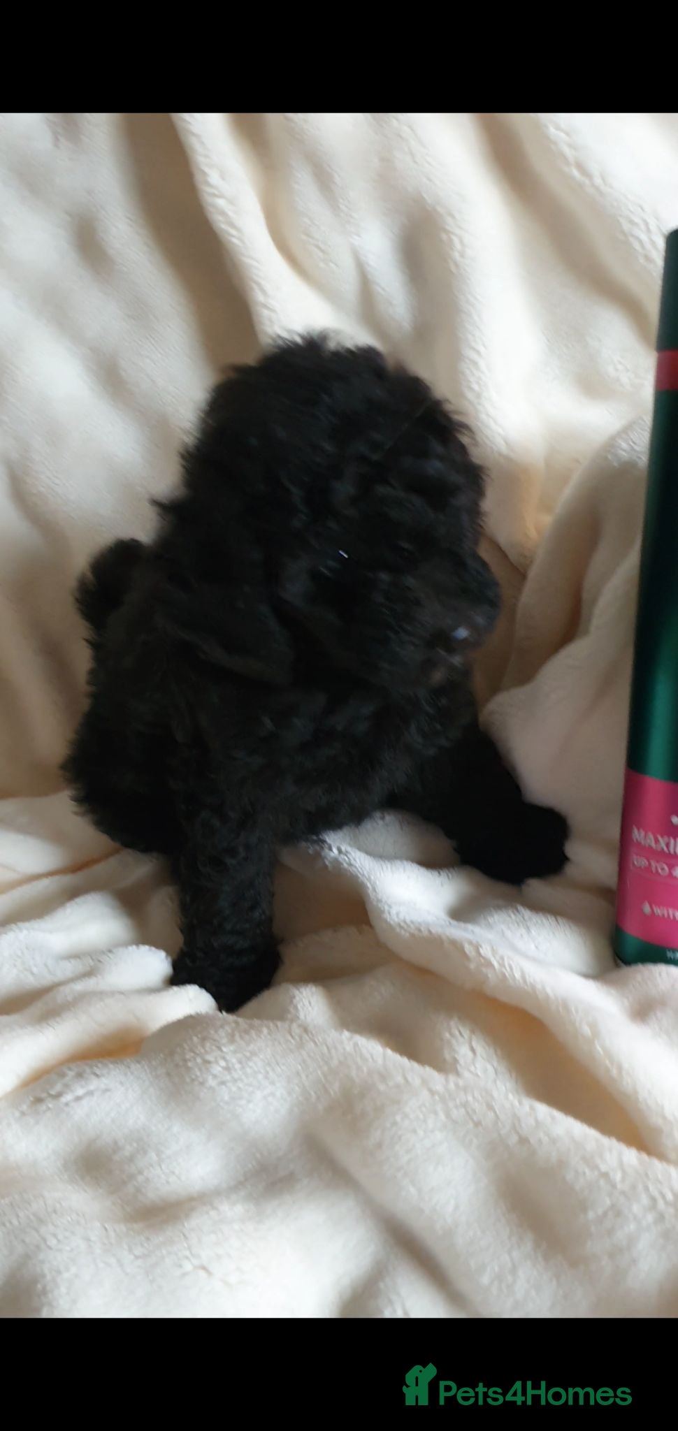 Toy Poodle dogs KC Toy Poodles red & black colours PRA clear - Advert 2