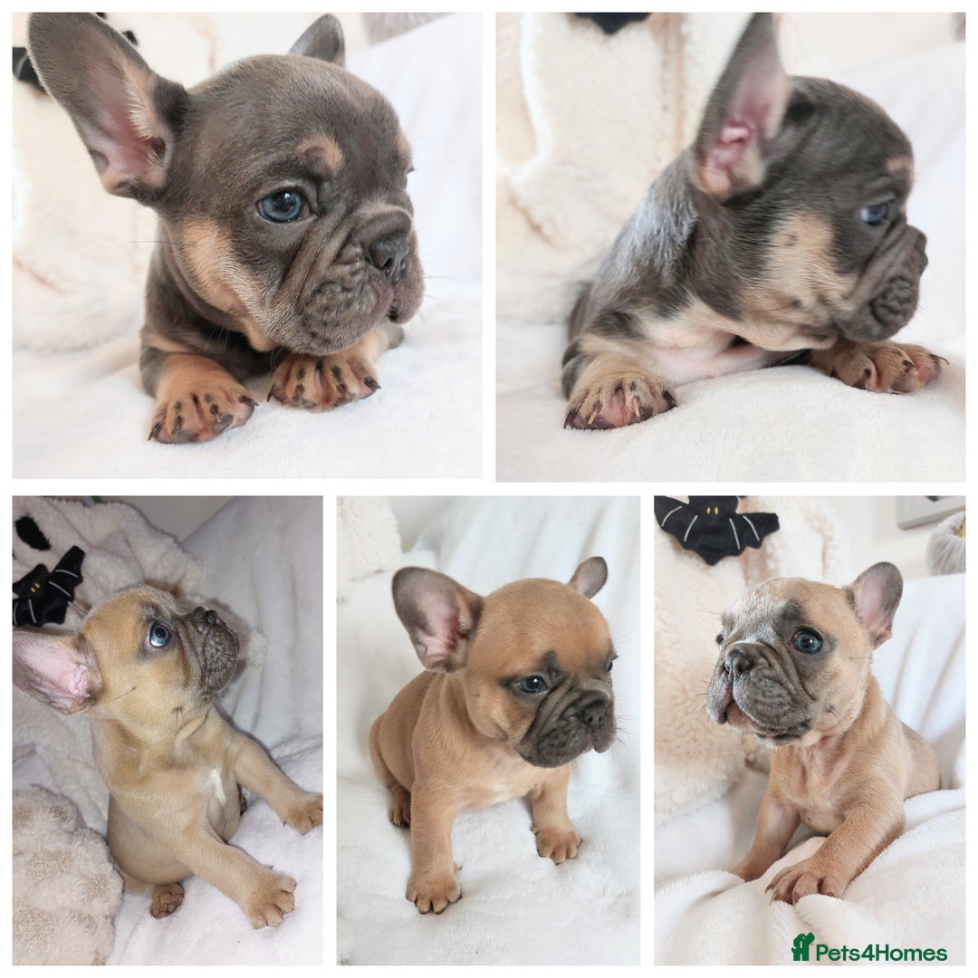 Frenchbull French Bulldog Puppies for sale Pets4Homes