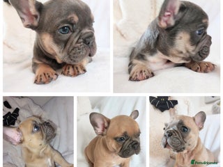 French Bulldog dogs - Advert 6