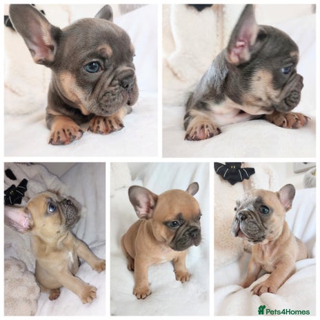 French Bulldog dogs - Advert 1