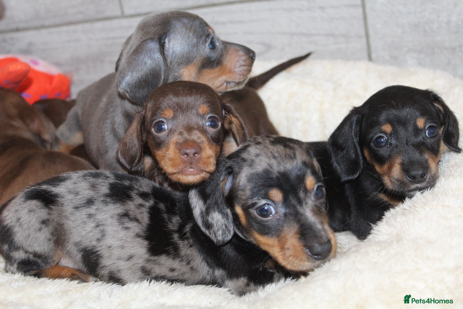 Miniature Dachshund dogs 🩷✨Available mini PRA clear pups !✨🩷 - Advert 17