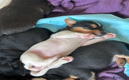 Jack Russell dogs for sale: Jack Russel Pups for sale - Image 3