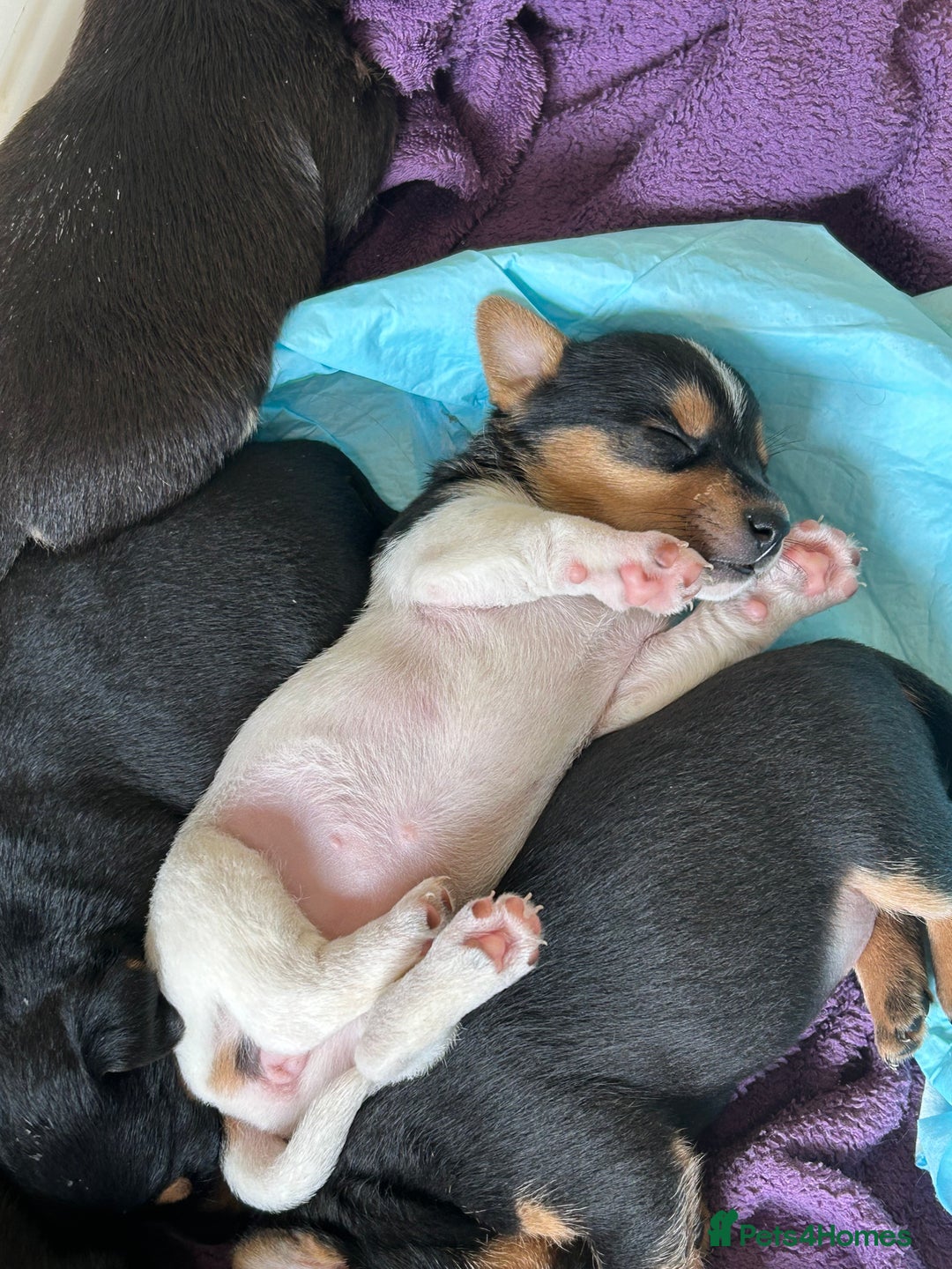 Jack Russell dogs for sale: Jack Russel Pups for sale - Image 3